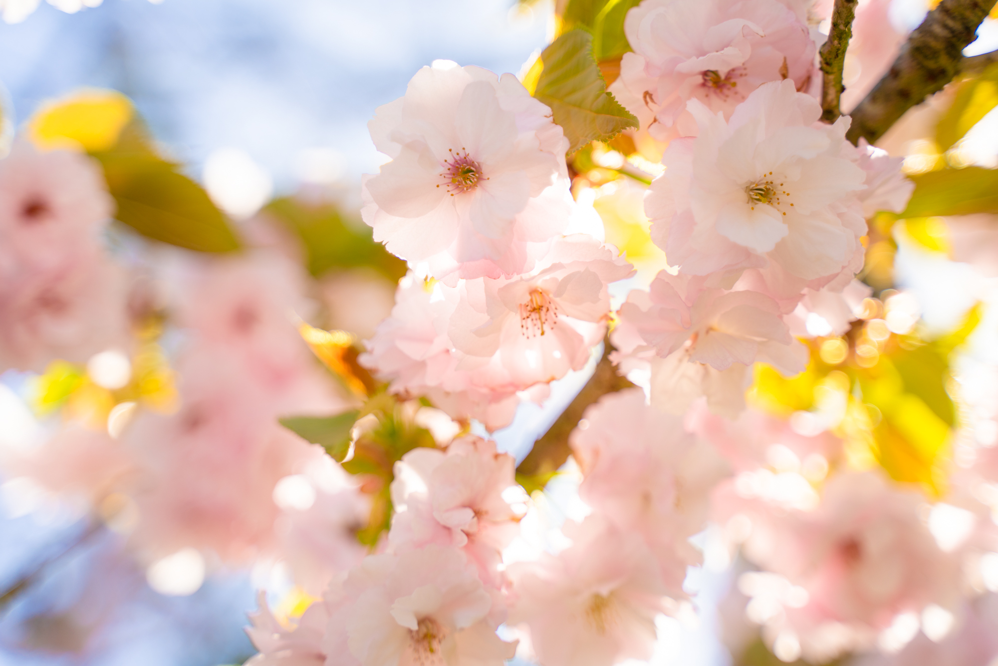 Cherry blossoms in London