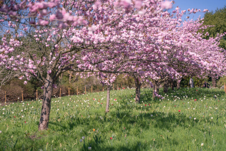 London cherry Blossom
